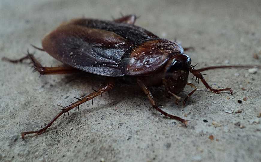Kako se riješiti žohara prije nego što preuzmu vaš dom: Isprobajte ove prirodne metode