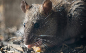 Kako zaustaviti pojavu glodara koji prenose leptospirozu?