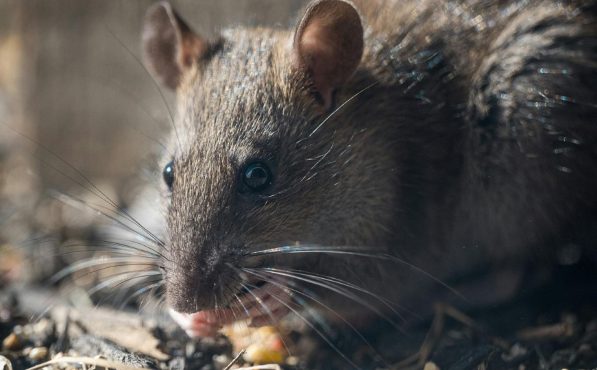 Kako zaustaviti pojavu glodara koji prenose leptospirozu?