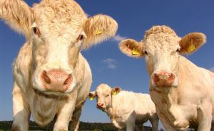 Direktorica Veterinarske stanice Sarajevo: U proteklih 7 dana imamo 13 oboljelih goveda od bruceloze