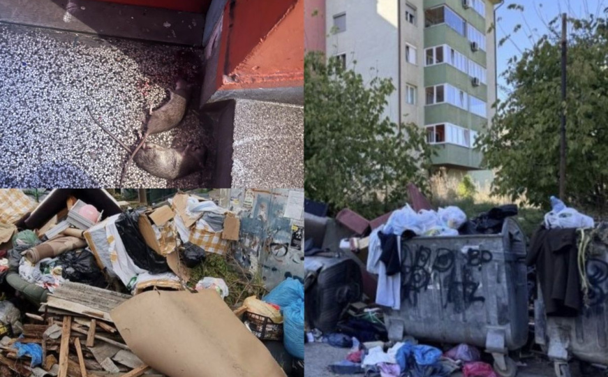 Pacovi u Sarajevu, bolest na pragu: Ispunite naš upitnik i prijavite šta se dešava u vašem naselju!