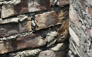Zavod za javno zdravstvo Kantona Sarajevo izdao upute: Šta je leptospiroza i kako se zaštititi?