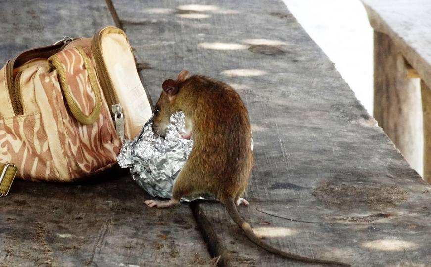 Općinski štab CZ Novi Grad naložio hitnu deratizaciju u zgradama: Ovo su smjernice