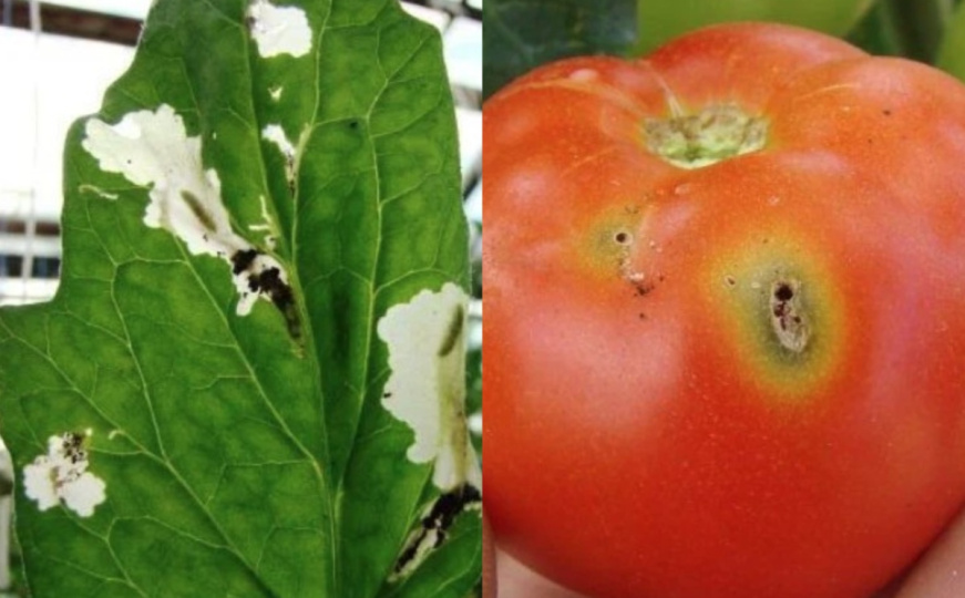 Važno upozorenje za poljoprivrednike u BiH: Pojavila se opasna štetočina koja napada paradajz