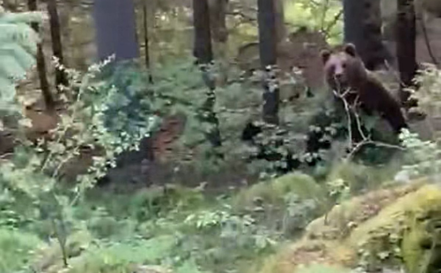 Medvjed napao Sarajliju na Vlašiću: 'Trčao je prema meni, igrom slučaja sam uspio preživjeti'
