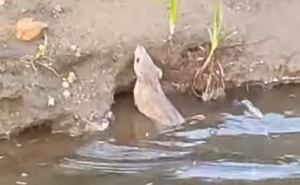 Zavod za javno zdravstvo KS saopćilo: "Deratizacija nije izostala, mjere su u toku"