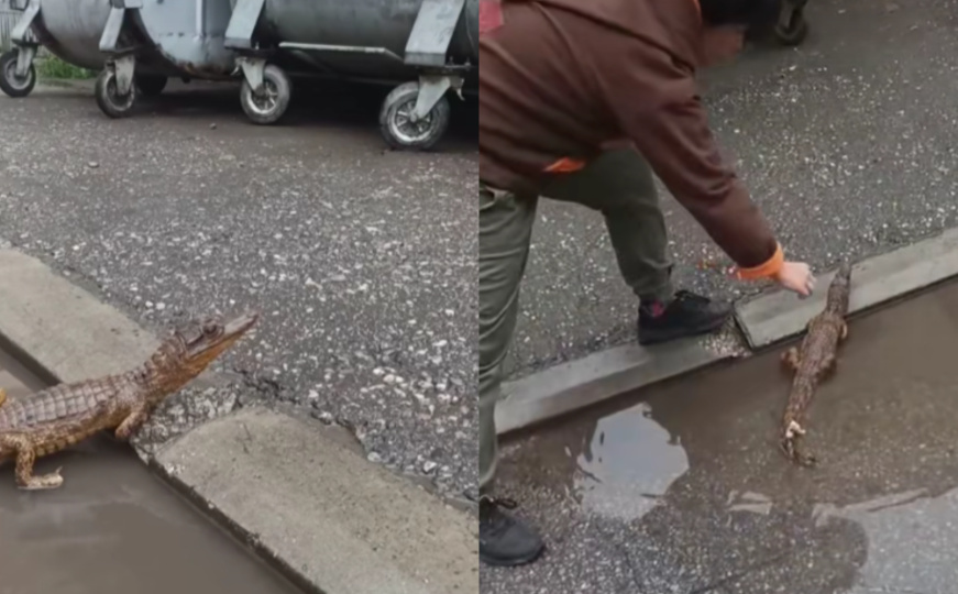 U regionu viđen krokodil na ulici? Policija izašla na teren, a svi se pitaju 'Otkud on ovdje'