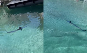Neobičan prizor u Makarskoj: Ogromna riba snimljena u gradskoj luci, neko je gađao kamenjem