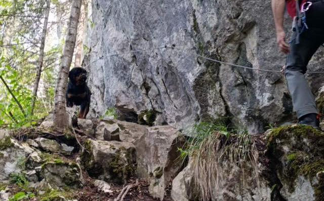 Poljupci i mahanje repom: Članovi GSS-a Trebević spasili psa s planine, traže vlasnike