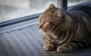 Nevjerovatna priča: Mačak Rayne prešao 1500 kilometara da se vrati svojim vlasnicima