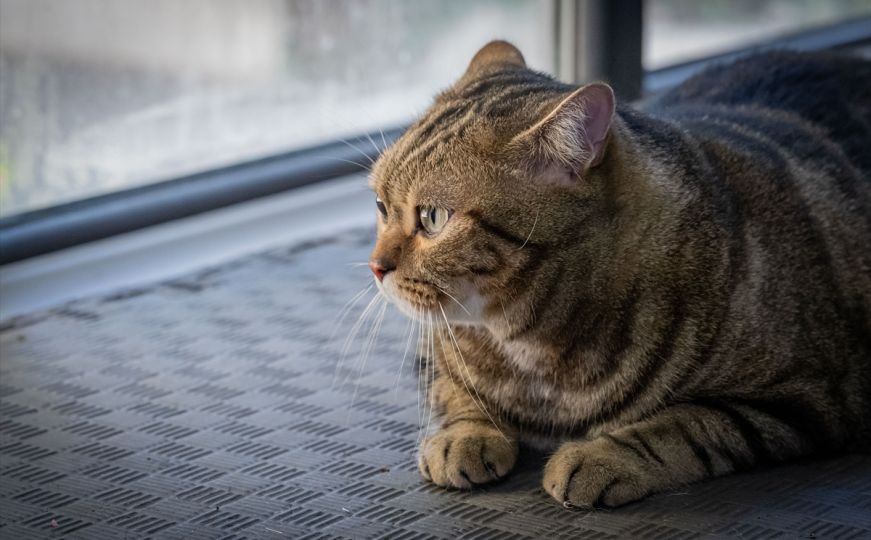 Nevjerovatna priča: Mačak Rayne prešao 1500 kilometara da se vrati svojim vlasnicima