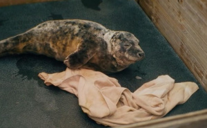 Spašavanje tuljana: Kako volonteri pomažu mladuncima na obali Baltičkog mora?