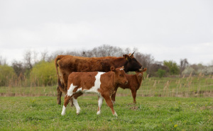 Općinski štab CZ Vogošća: 'Evidentirano je 13 slučajeva bruceloze, tražimo hitnu reakciju'