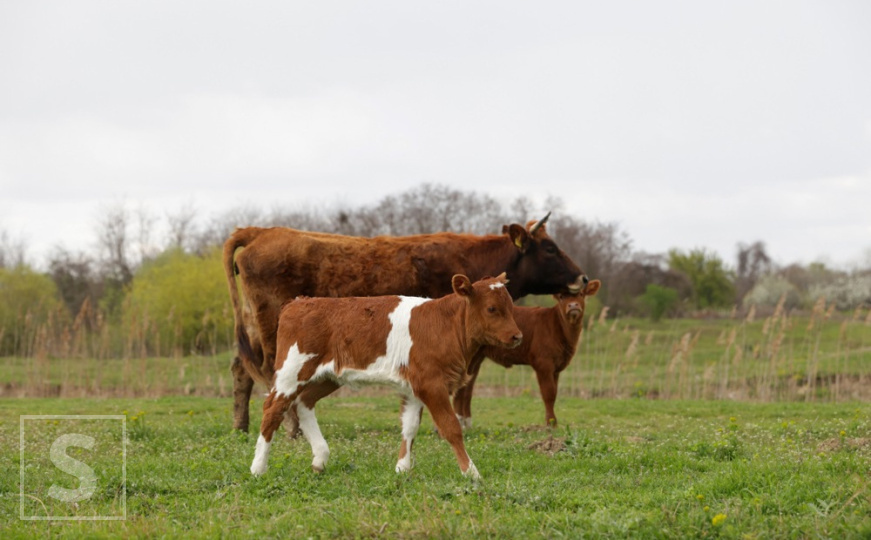 Općinski štab CZ Vogošća: 'Evidentirano je 13 slučajeva bruceloze, tražimo hitnu reakciju'