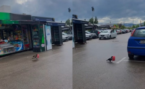 'Vidjela od političara' - scena dana iz Sarajeva: Vrana 'ukrala' smoki sa kioska