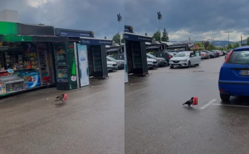 'Vidjela od političara' - scena dana iz Sarajeva: Vrana 'ukrala' smoki sa kioska