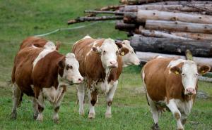 Vanredna sjednica u Vogošći zbog pojave bruceloze: Traže hitne mjere za sprečavanje širenja bolesti