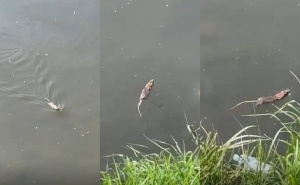 'Ovo je Centar': Sebija Izetbegović objavila fotografije - pogledajte šta pliva Miljackom