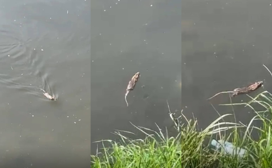 'Ovo je Centar': Sebija Izetbegović objavila fotografije - pogledajte šta pliva Miljackom