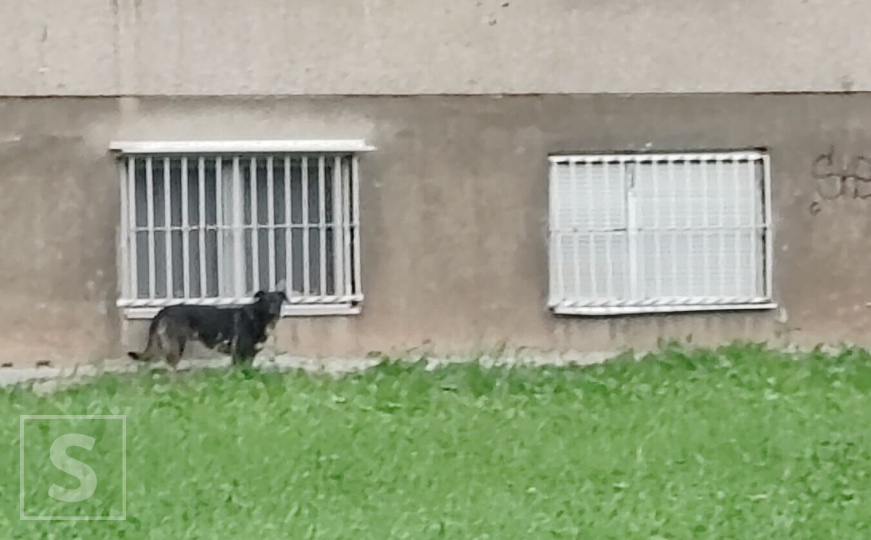 Stanari očajni, nadležni nemarni: U jeku epidemije mrtav pacov danima stoji ispred zgrade u Sarajevu