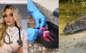 Epidemija leptospiroze: Stručnjaci upozoravaju - moguće je širenje, evo šta se mora uraditi