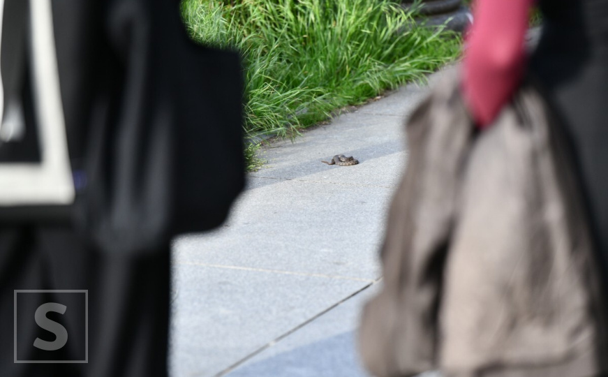 Zmija snimljena pored Miljacke: Evo o kojoj je vrsti riječ i da li ima razloga za paniku