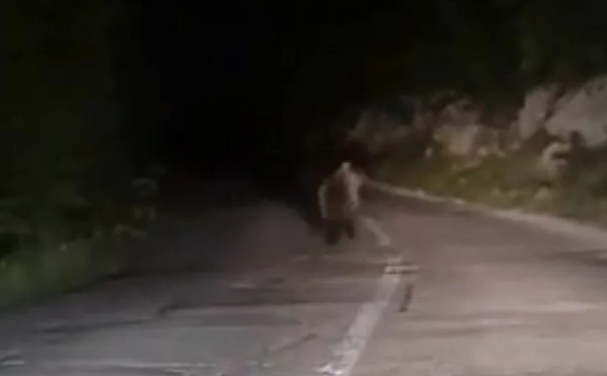 Medvjed viđen na cesti u BiH: Trčao ispred kolone vozila