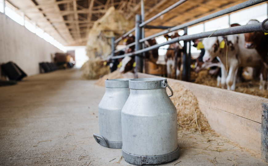Zaražena goveda čekaju pečat: Šta je poduzeto nakon pojave bruceloze u Vogošći?