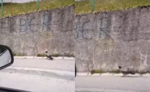 Vrana i štakor u neobičnom sukobu ispred sarajevske škole: Objavljen snimak koji je zabrinuo građane