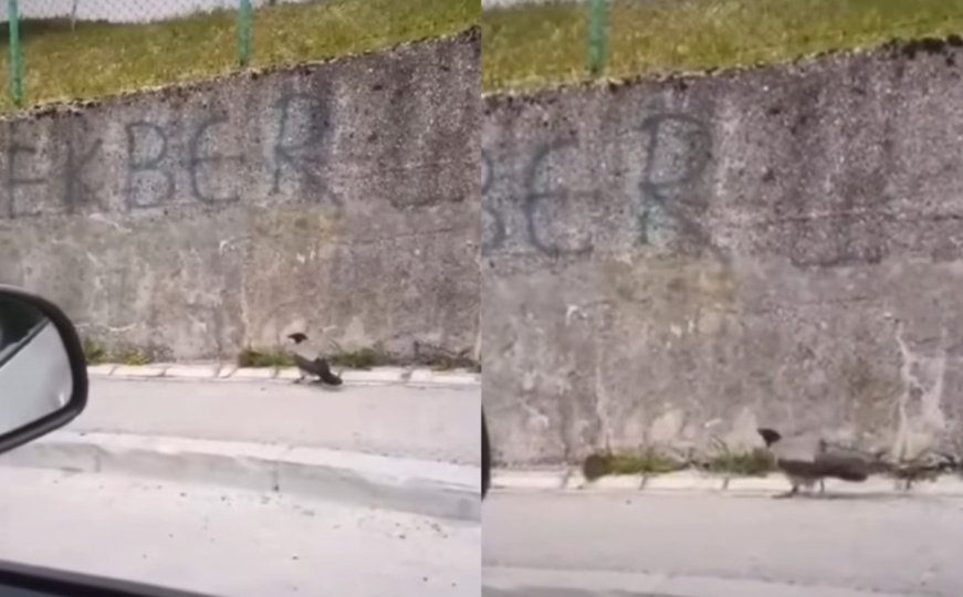 Vrana i štakor u neobičnom sukobu ispred sarajevske škole: Objavljen snimak koji je zabrinuo građane