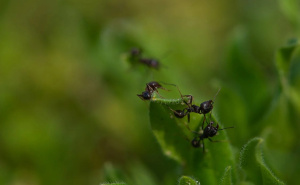 Zaštitite svoje cvijeće od mrava: Stavite ovo i insekti će bježati kao ludi