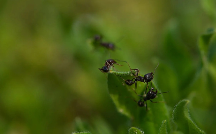Zaštitite svoje cvijeće od mrava: Stavite ovo i insekti će bježati kao ludi