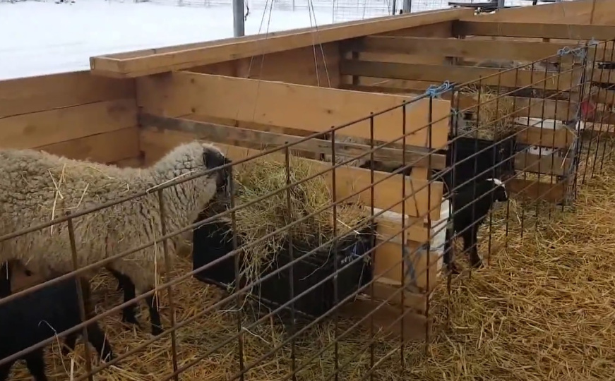 Oglasili se iz KUIP-a o brucelozi: Ovo su uputstva i mjere za predstojeći Kurban-bajram