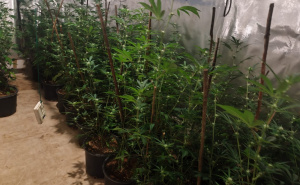 Policijska akcija 'Black Widow' u Sarajevu: Objavljena imena osumnjičenih