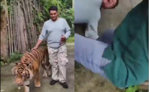 Napad tigra u Tajlandu: Turista pokušao napraviti selfi, pa jedva preživio