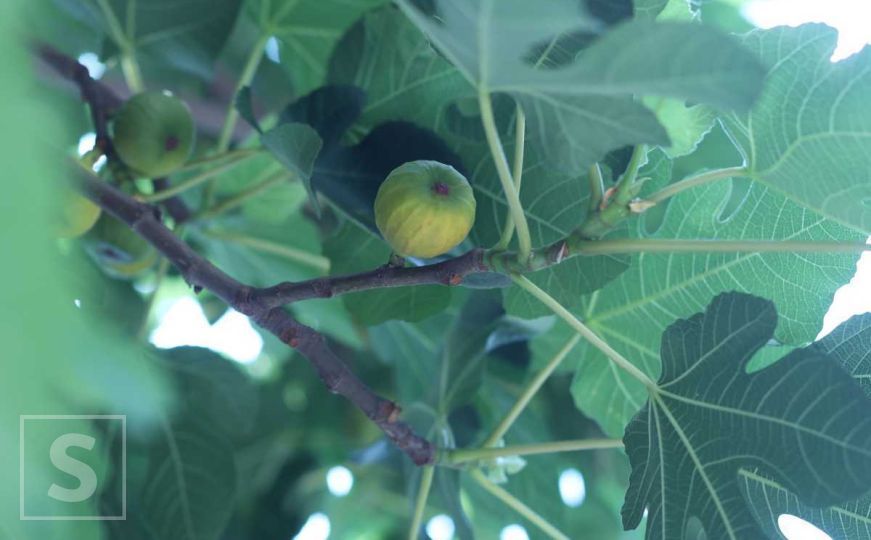 Imate li smokvu u dvorištu? Evo kako vam njeno lišće može pomoći - ovako ga koristite
