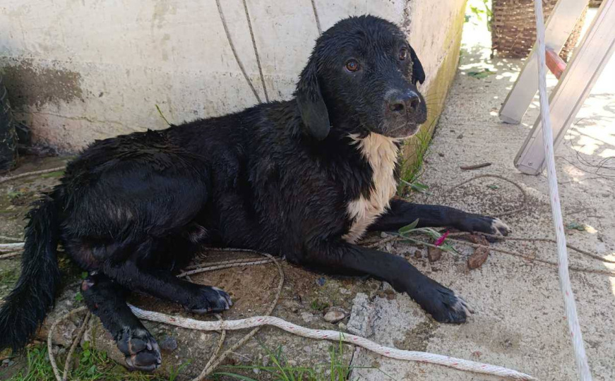 Humanost na djelu: Vatrogasci iz BiH spasili psa iz bunara