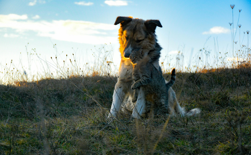 Šape bez spomenika, vlasnici bez utjehe: Kada će KS dobiti groblje za kućne ljubimce?