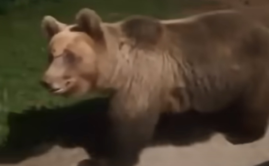 Pogledajte snimak: Medvjedica došla pod prozor mještaninu - 'ona se ovdje ponaša kao kod kuće'