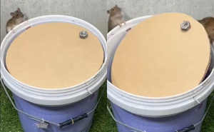 Zamka za pacove: Evo kako da ih se riješite na jednostavan, brz i efikasan način