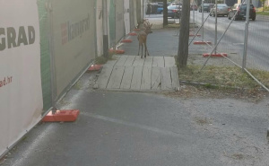 Uplašena srna zalutala u centar Zagreba: Ljudi stali, automobili prolaze, a ona traži izlaz