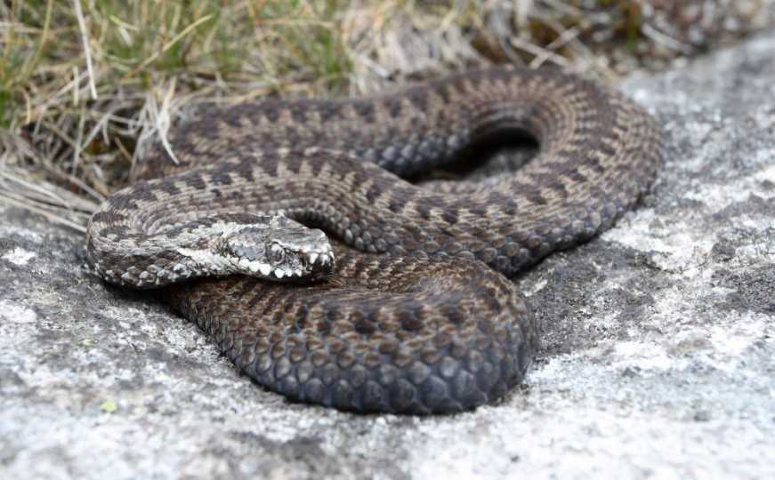 Dječaka (6) u Hrvatskoj ugrizao poskok: Prebačen je u KBC Zagreb