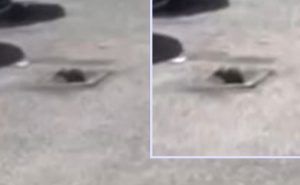 Glodar snimljen na Ciglanama, građani ogorčeni: 'Radite deratizacije. Nemojte samo govoriti fuj'