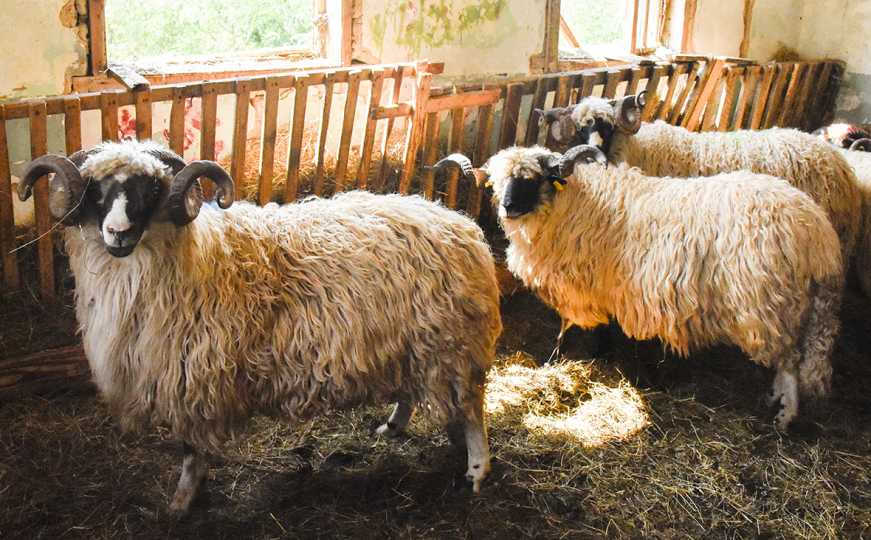 Zavod izdao jasne preporuke za bajram: Evo kako bezbjedno obaviti klanje kurbana