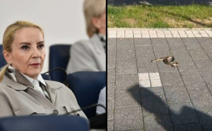 Sebija Izetbegović na Facebooku objavila fotografije zmije u sarajevskom naselju Otoka