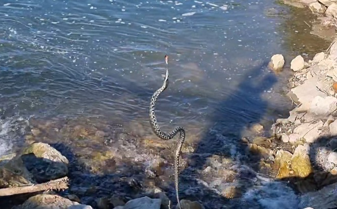 'Bacila bih i štap i sve': Nesvakidašnji ulov na rijeci Usori - umjesto ribe izvukao zmiju iz vode