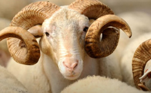Islamska zajednica uputila apel: Kurbani moraju imati veterinarske potvrde