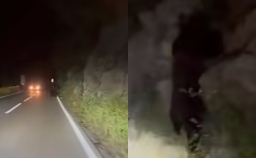 Sve češći bliski susreti: Medvjed opet prošetao cestama BiH