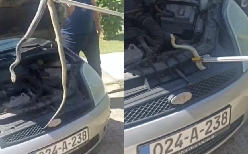 Niko nije mogao vjerovati: Pogledajte koliku su zmiju izvukli vatrogasci iz Čitluka