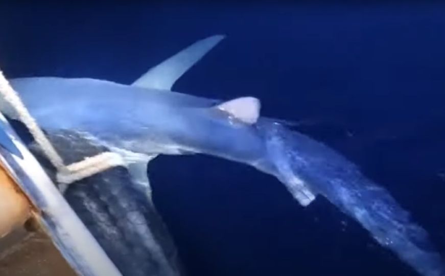 Morski pas snimljen u Jadranskom moru: Upecan pa vraćen 'tamo gdje pripada'